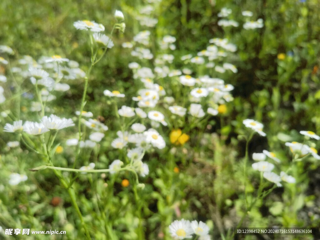 雏菊