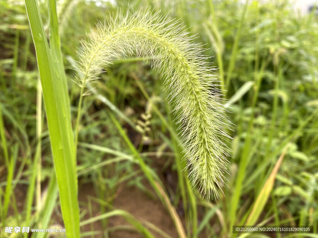 狗尾巴草