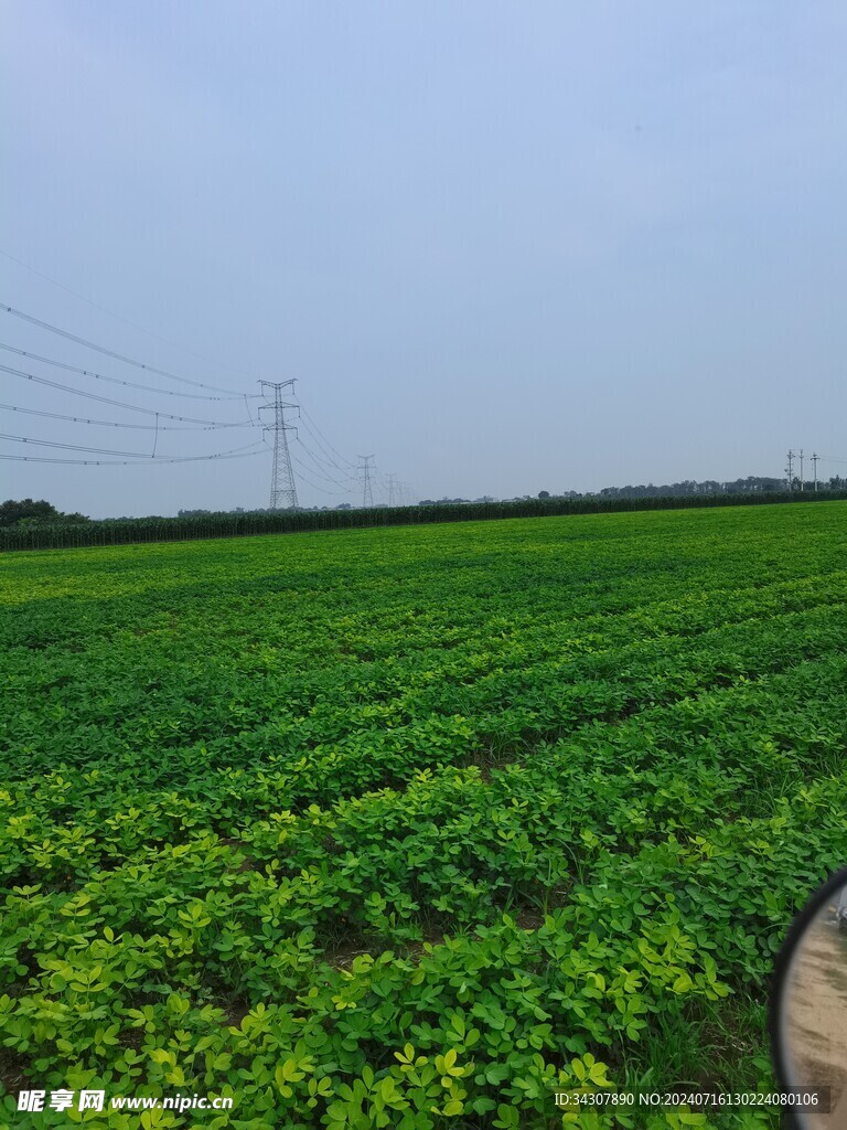 花生地