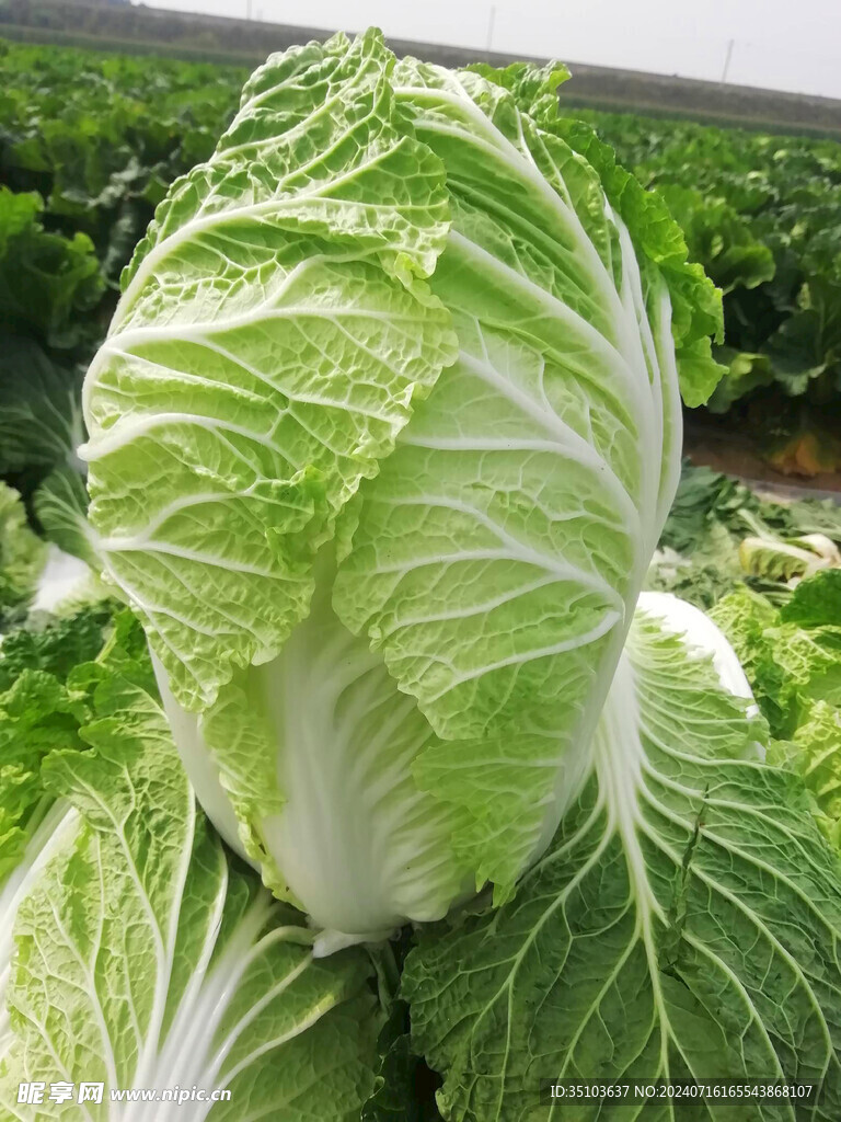 白菜 