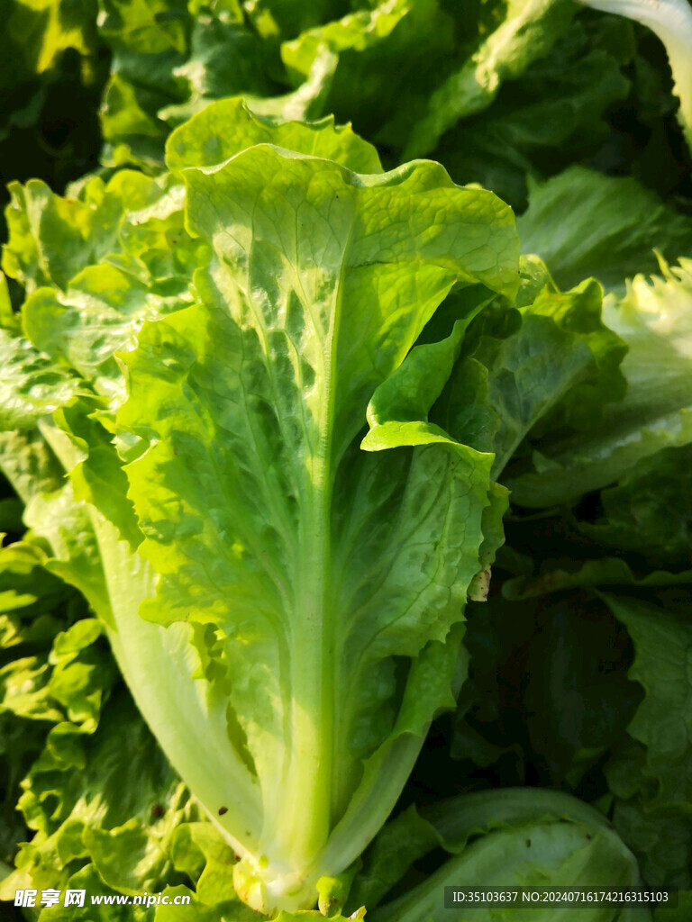 生菜