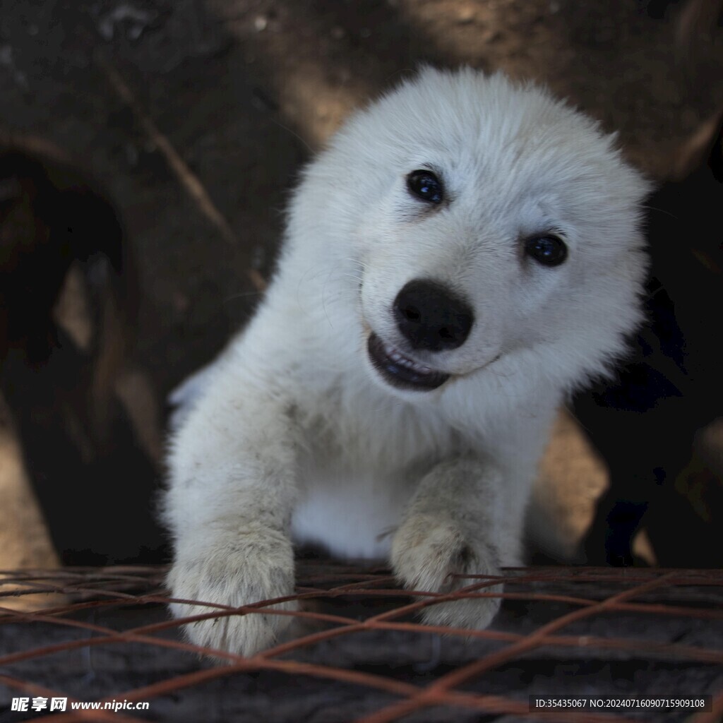 瑞士牧羊犬