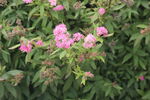 粉花绣线菊