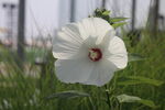 芙蓉葵