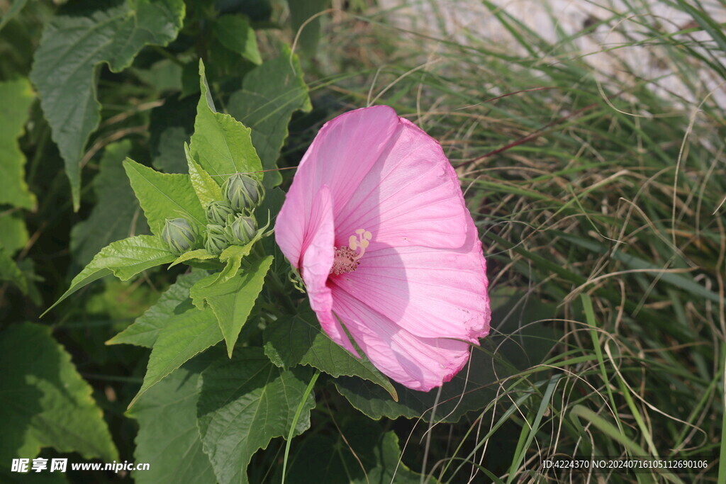 芙蓉葵