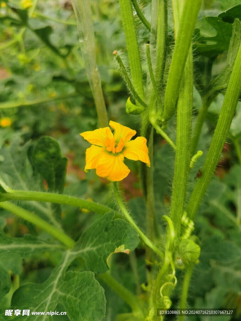 西瓜花