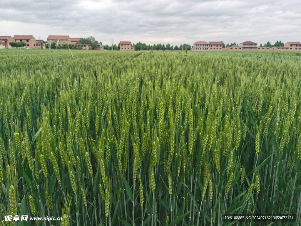 麦田