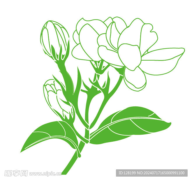 茉莉花