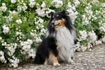 牧羊犬