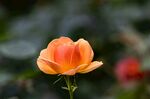 橙色的花