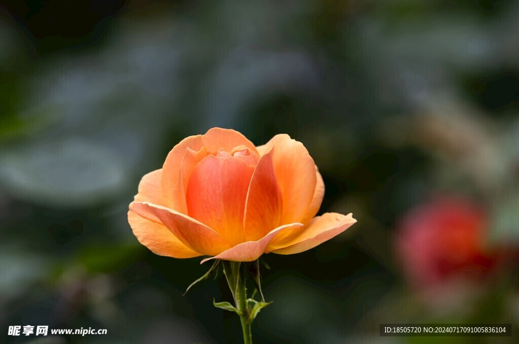橙色的花