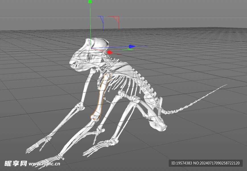 C4D模型 骨头