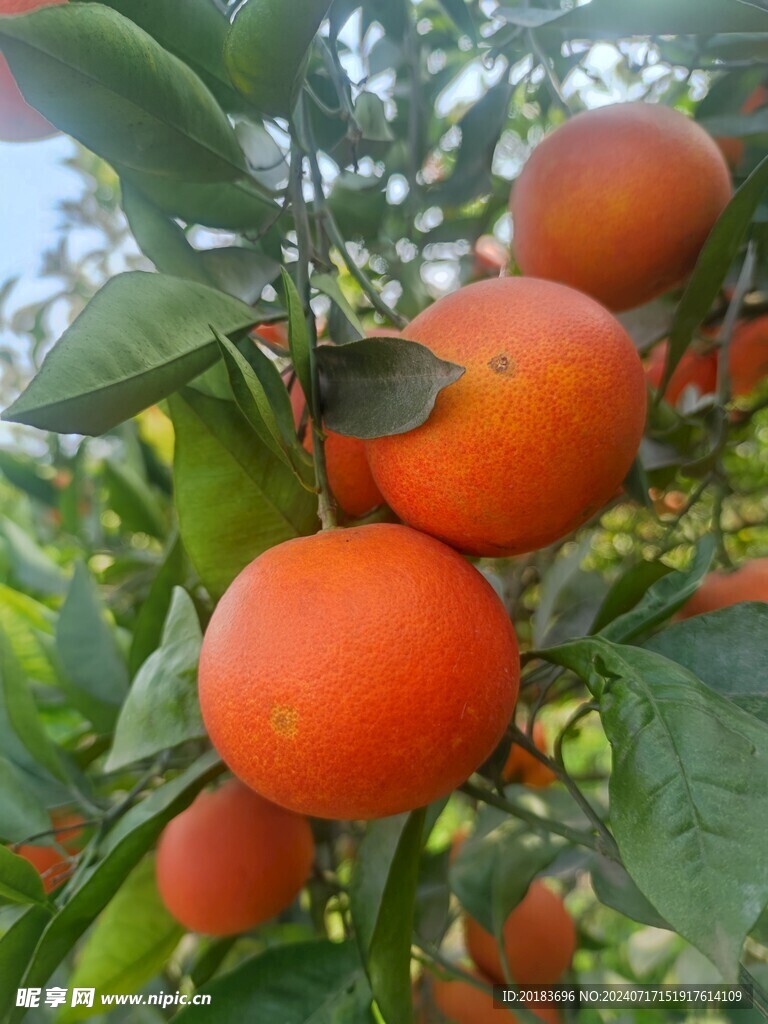 血橙