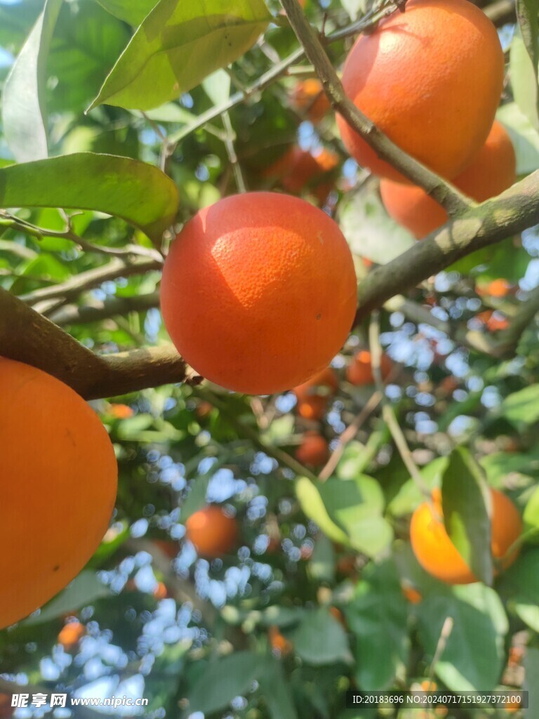 血橙