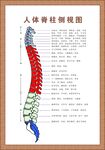 人体脊柱侧视图