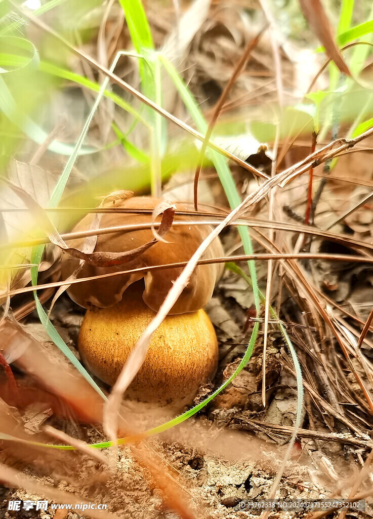 野生菌