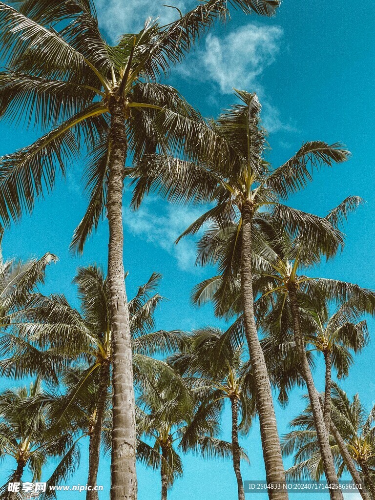 椰树