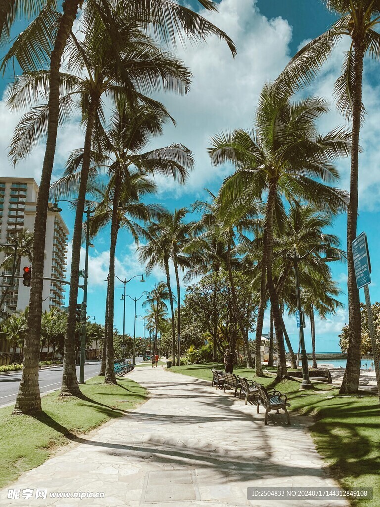 椰树