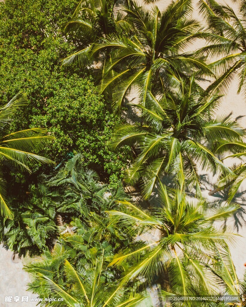 椰树