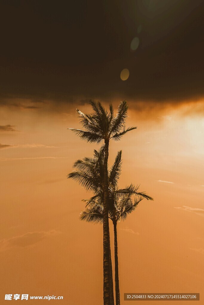 椰树