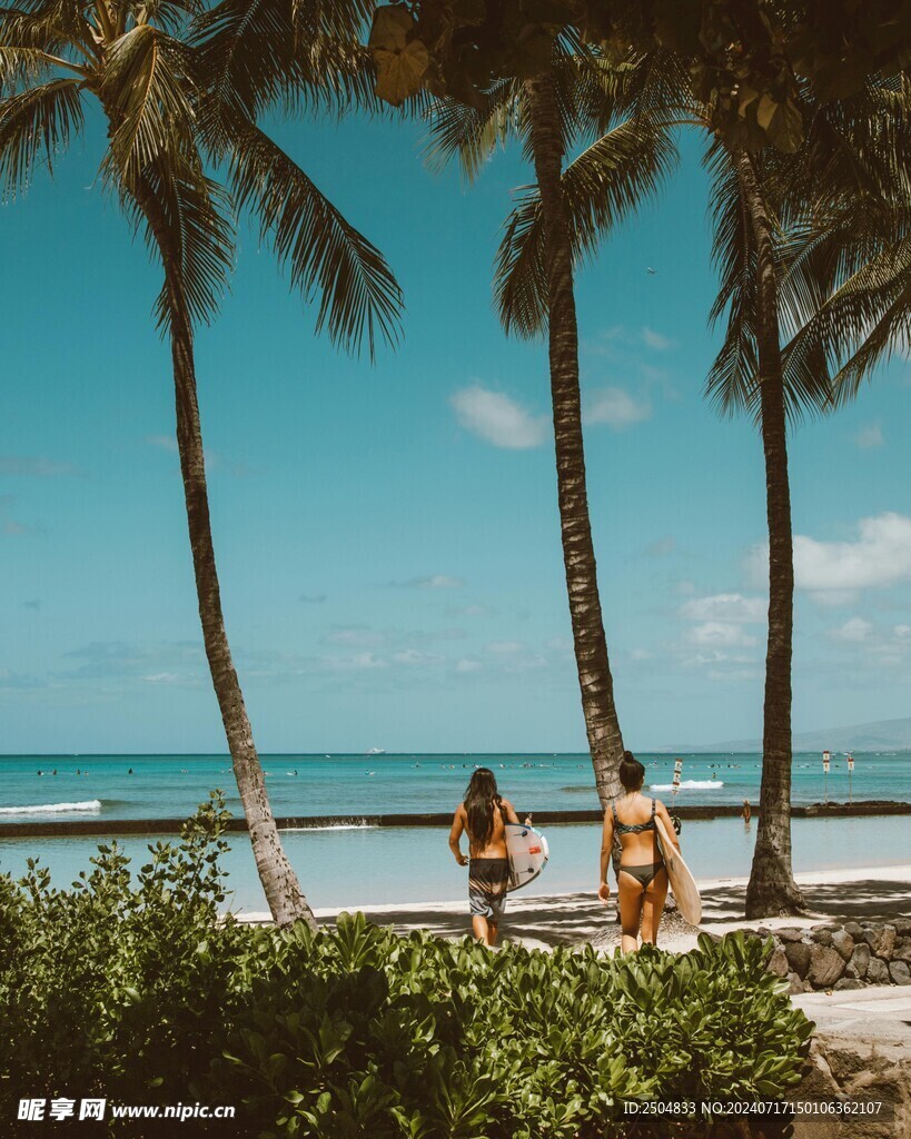 椰树