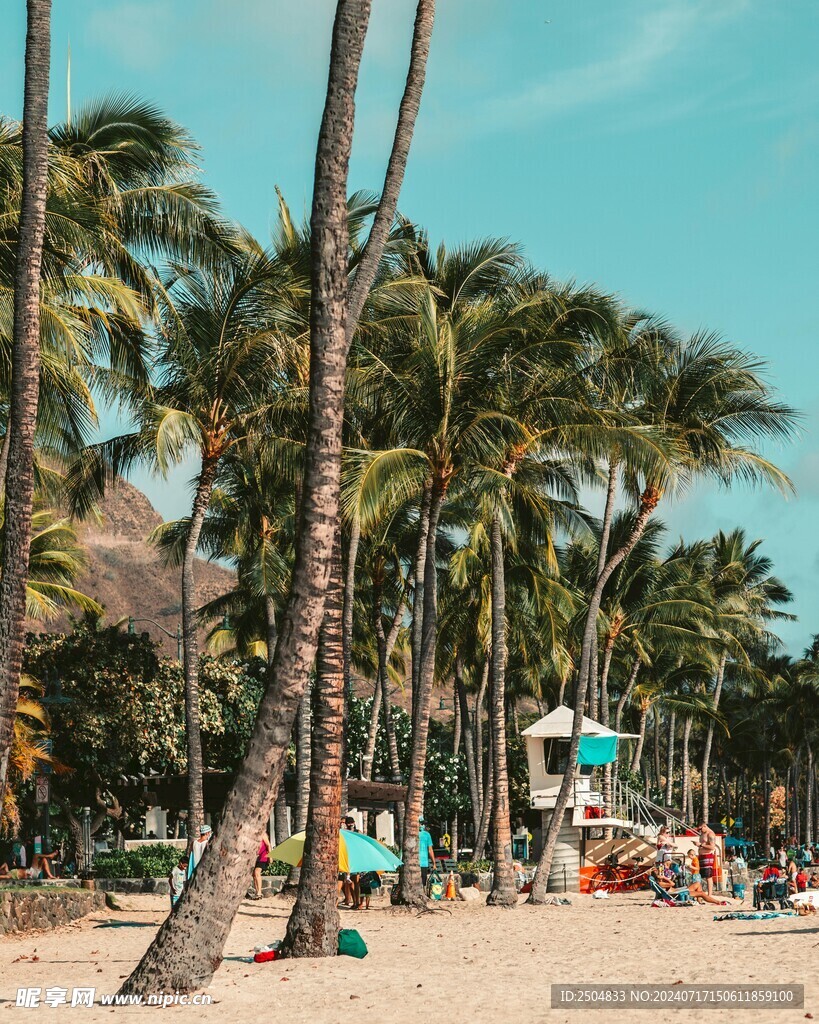 椰树