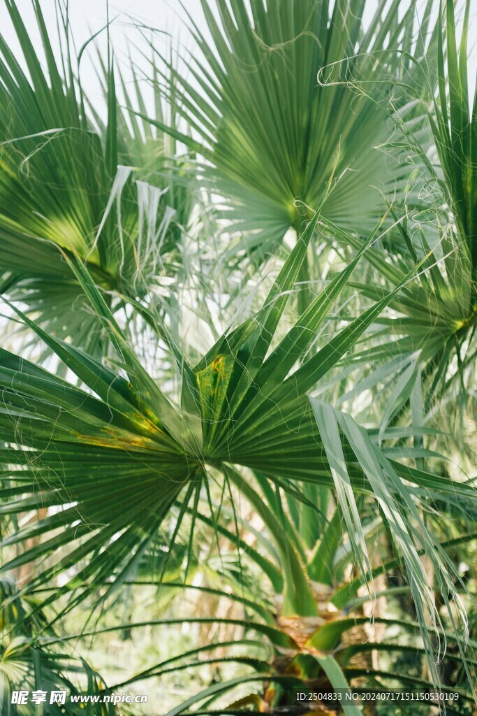 椰树