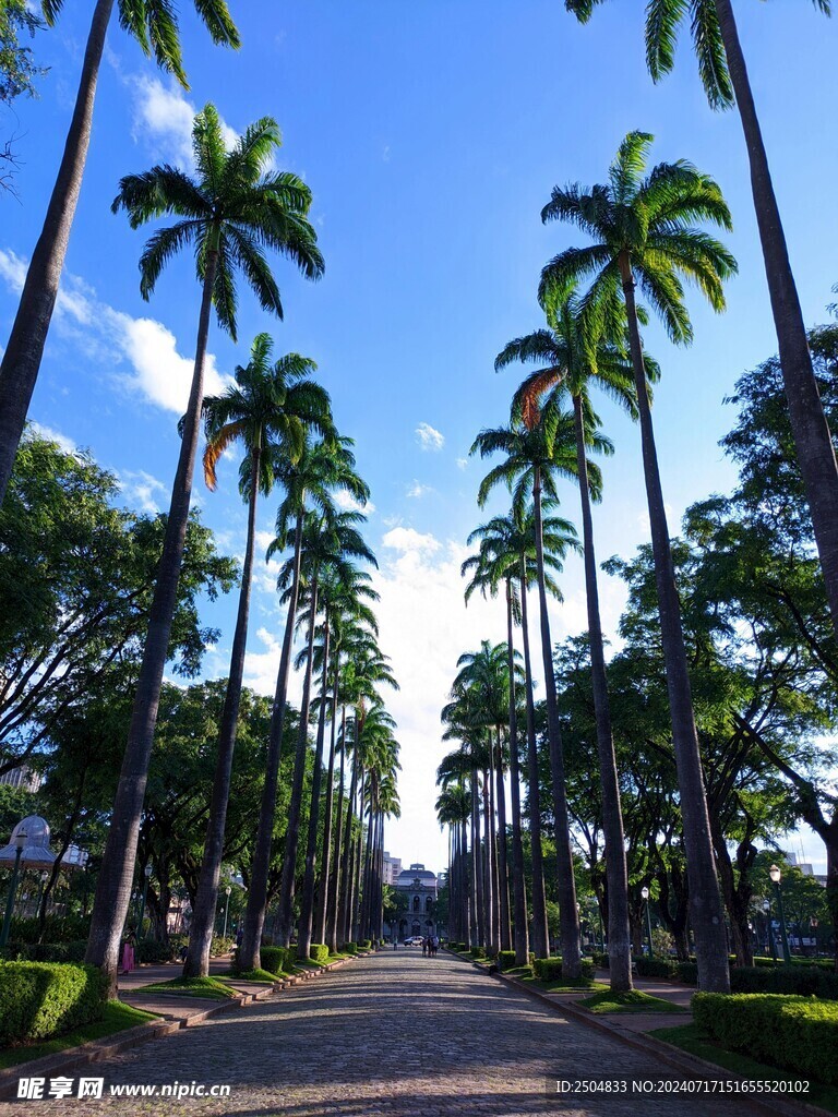 椰树