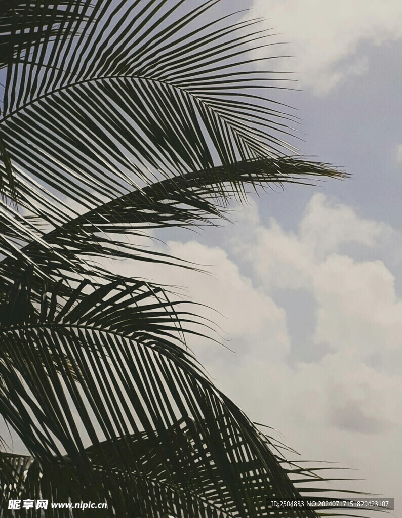 椰树