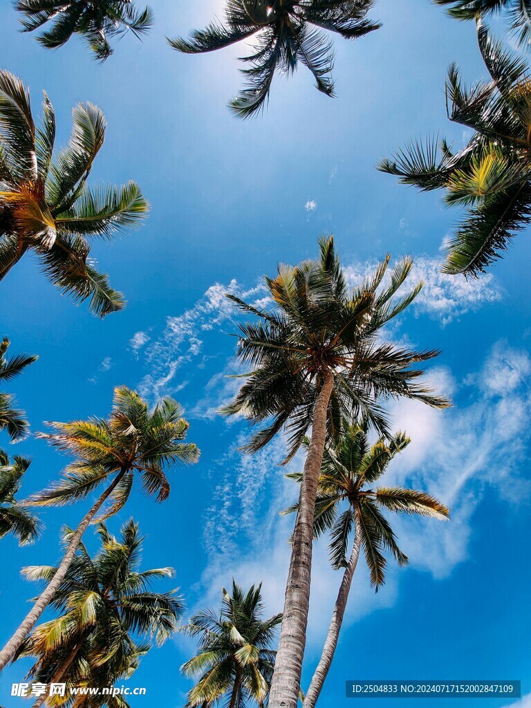 椰树