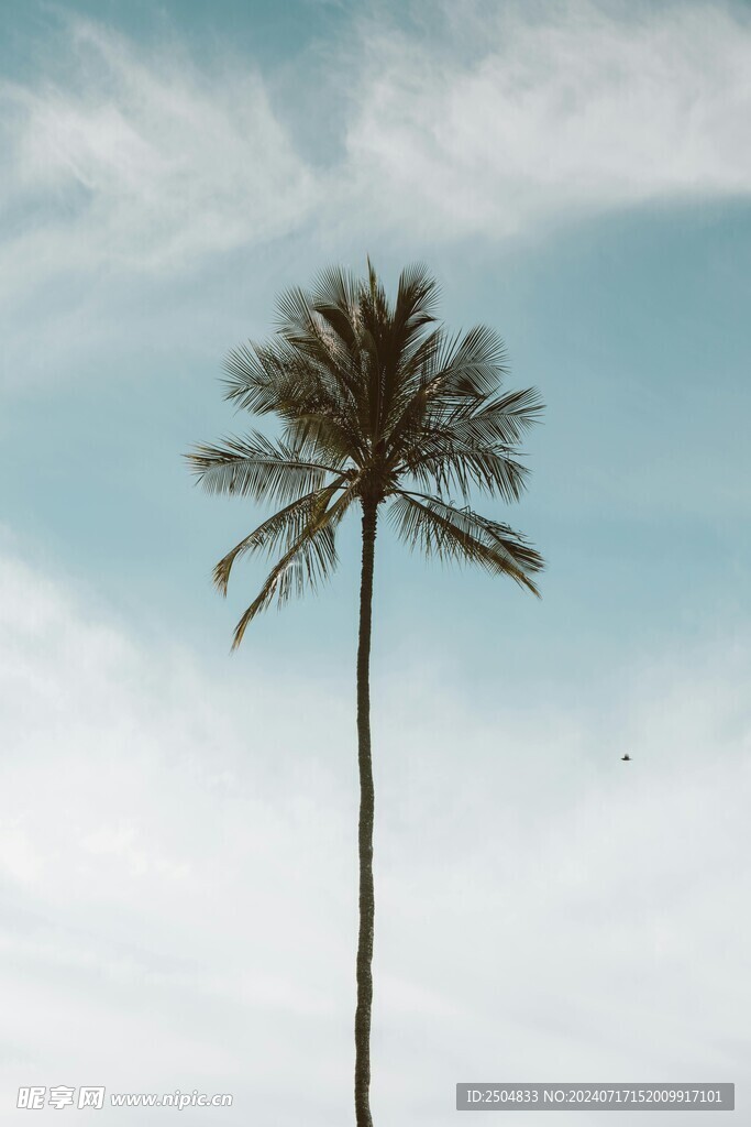 椰树