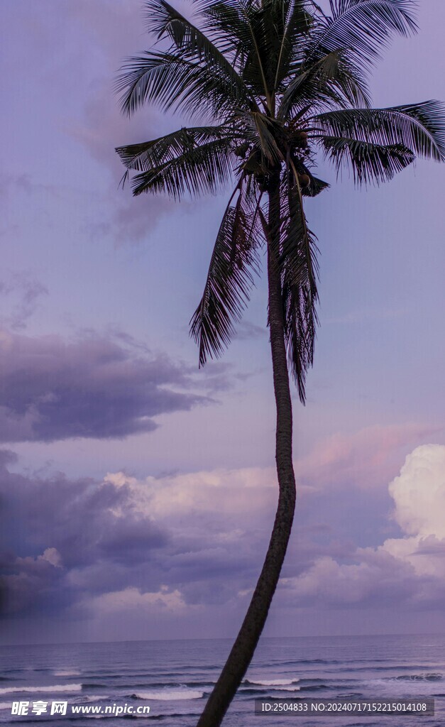 椰树