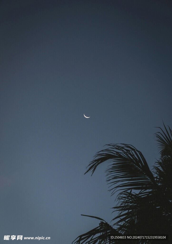 椰树