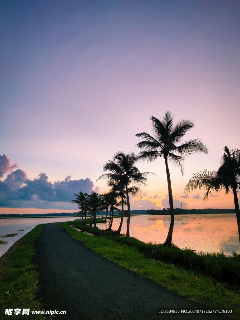 椰树