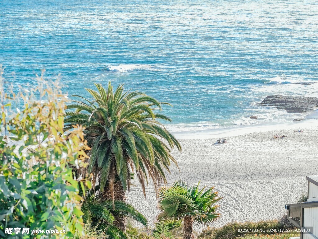 椰树