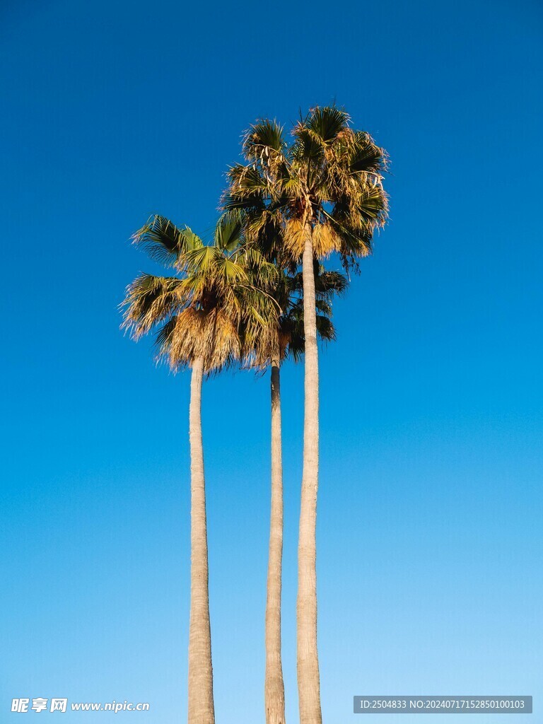 椰树