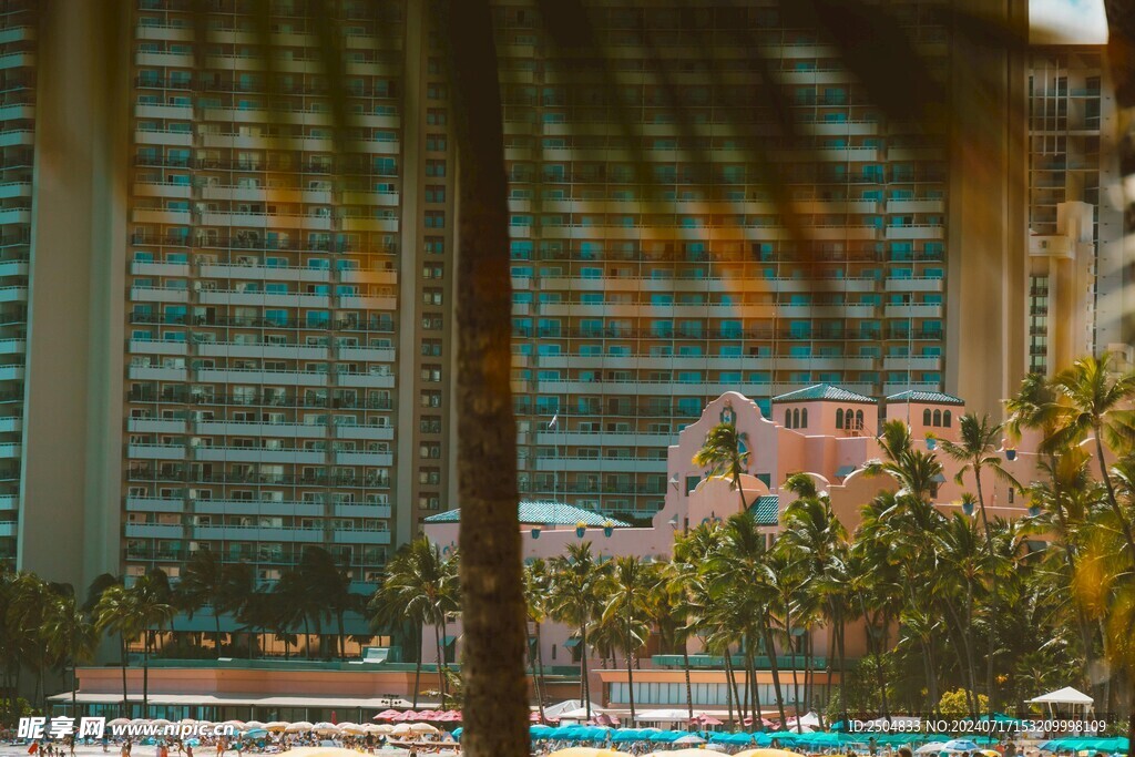 椰树