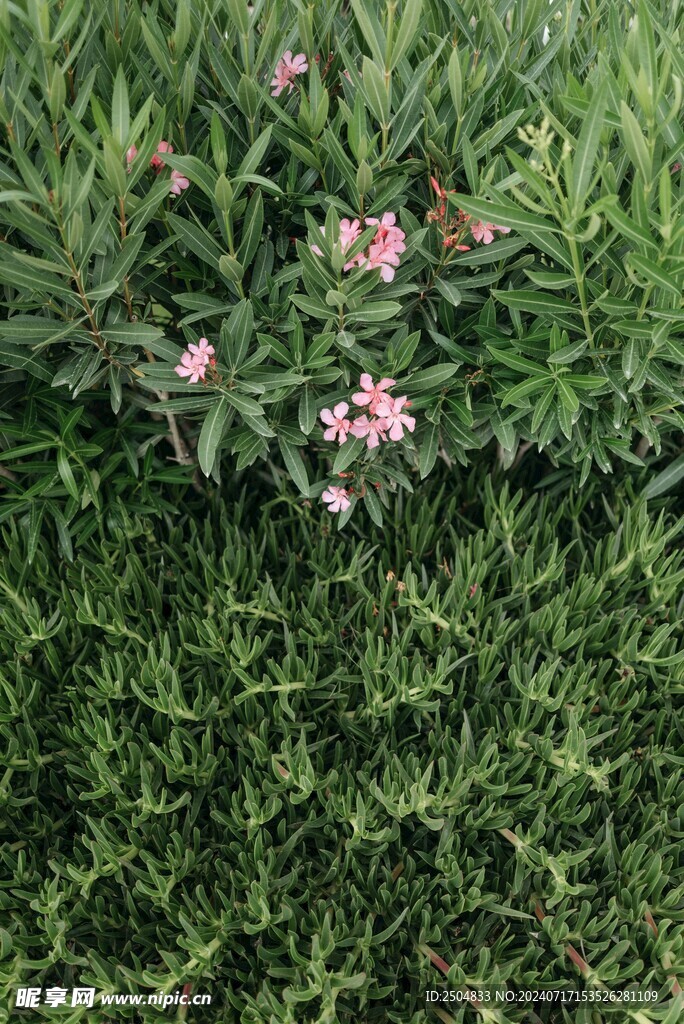 椰树