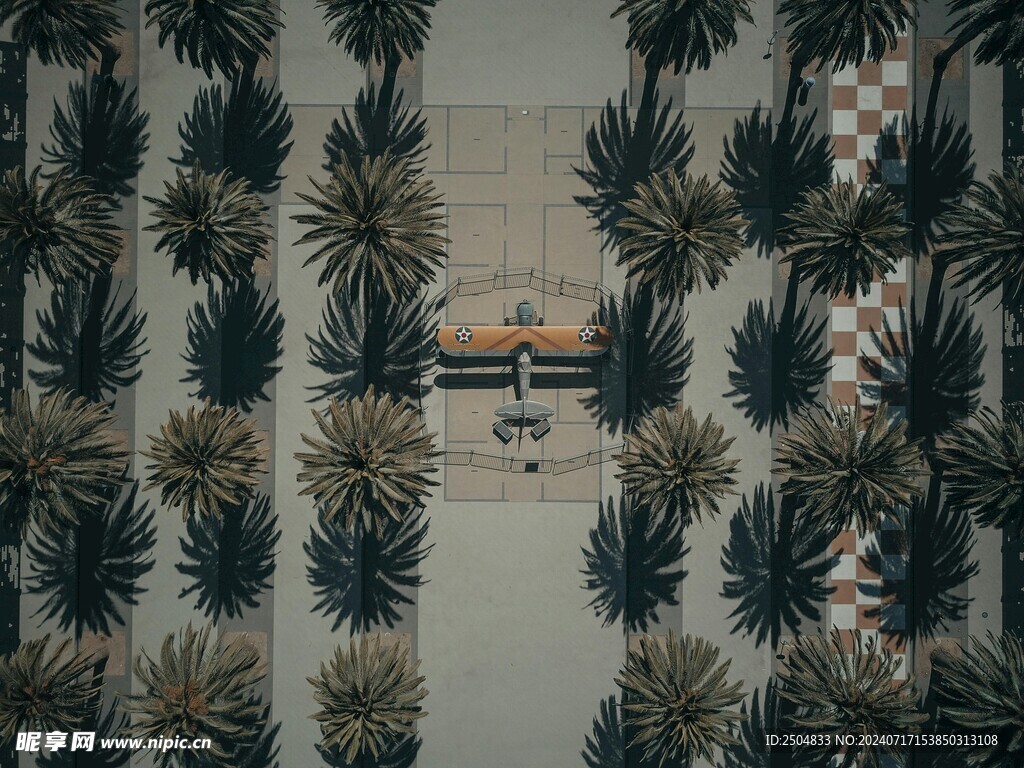 椰树