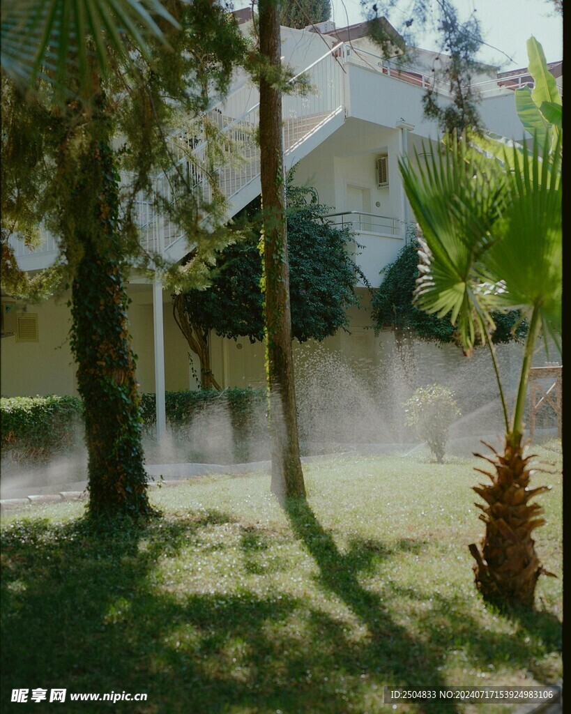 椰树
