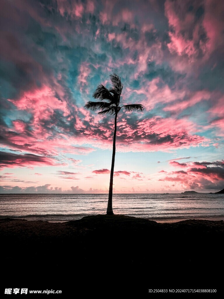 椰树