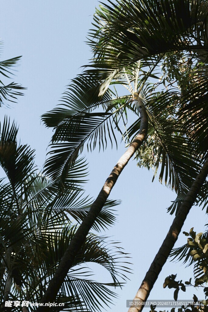 椰树