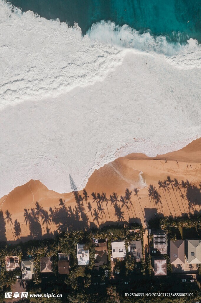 椰树