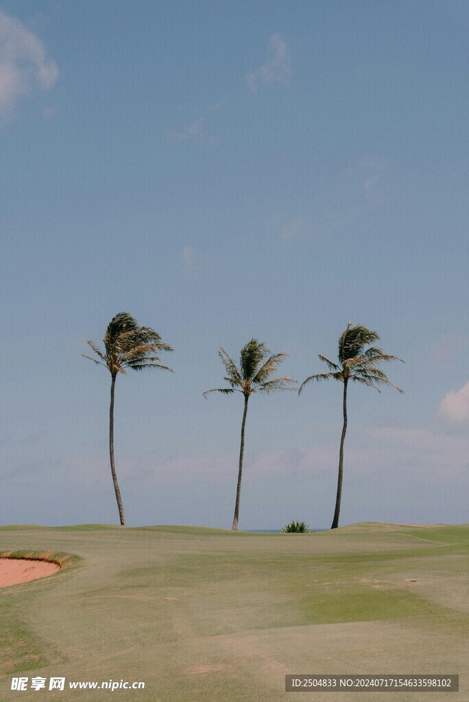 椰树