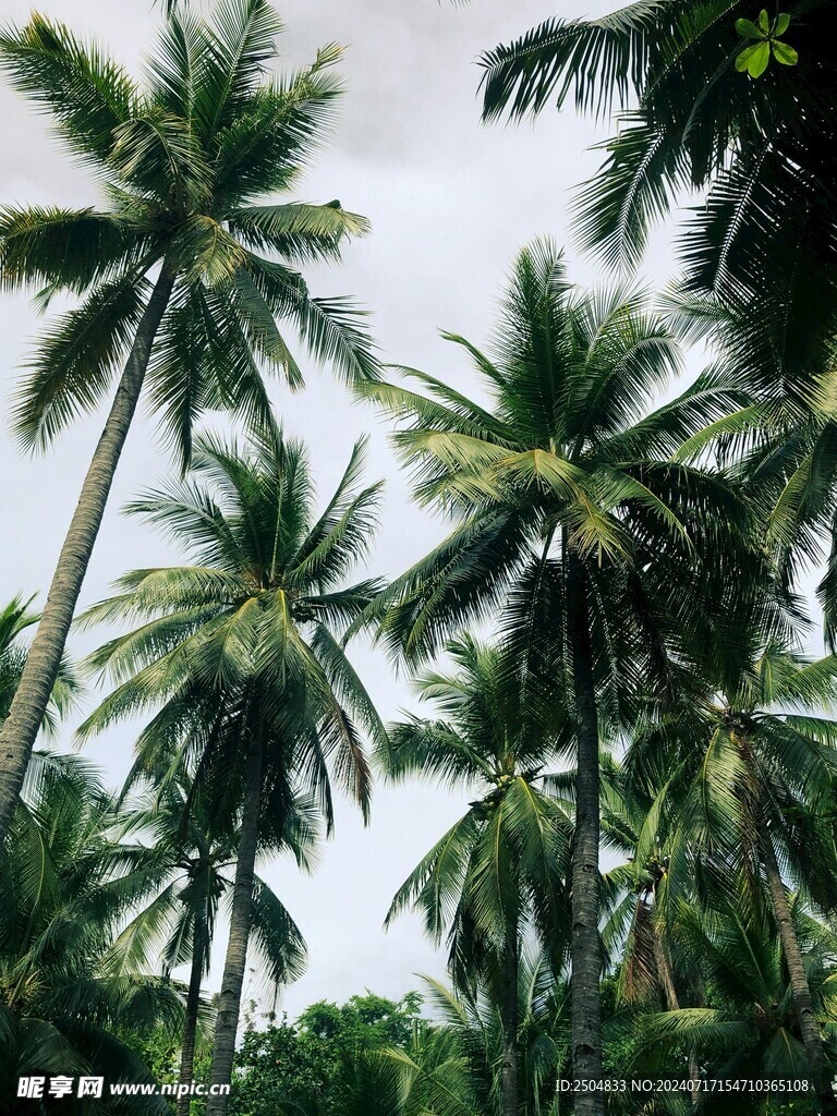 椰树