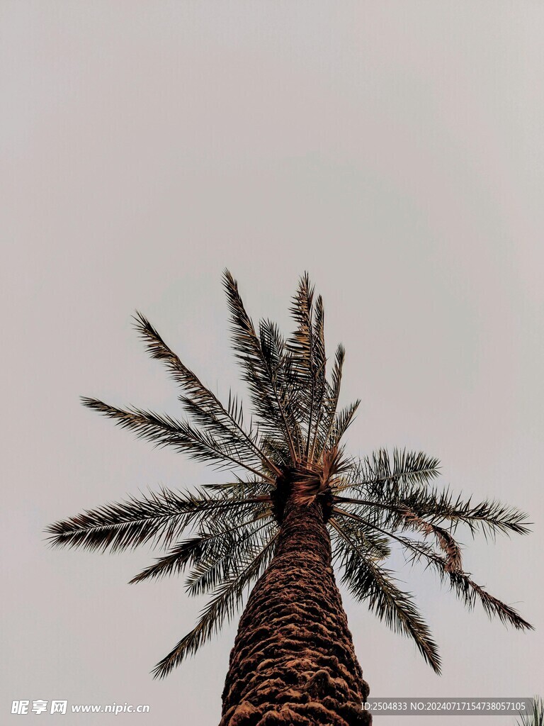 椰树