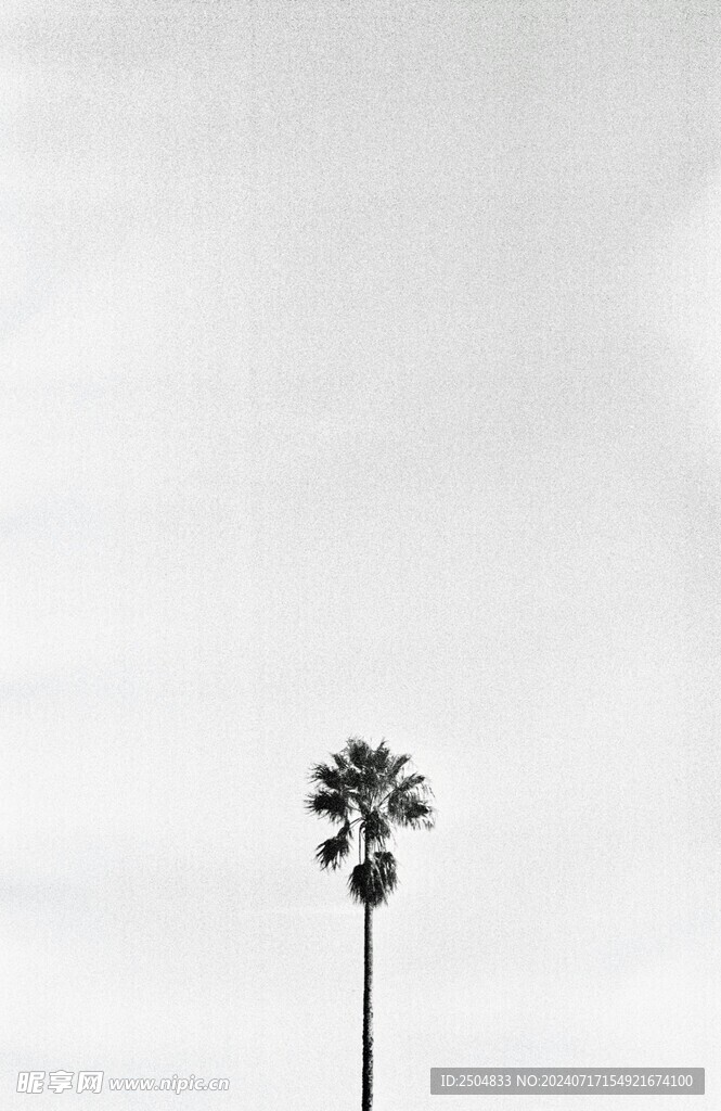 椰树