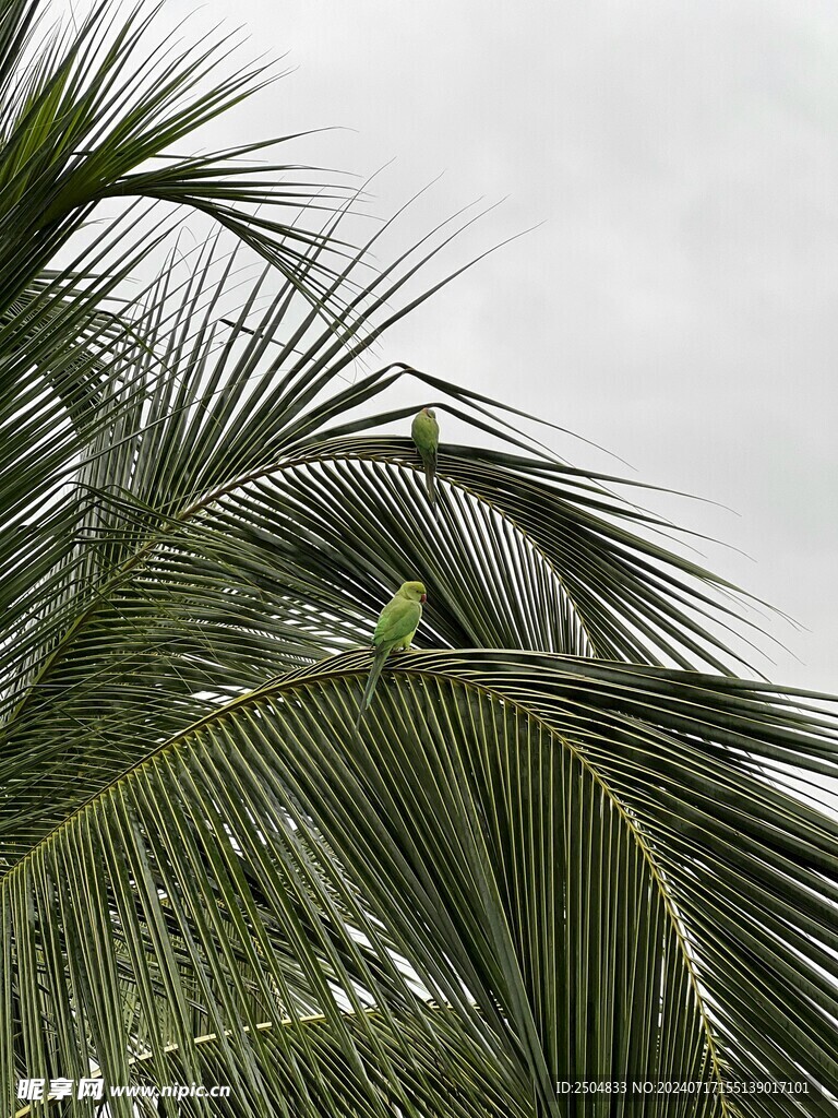 椰树