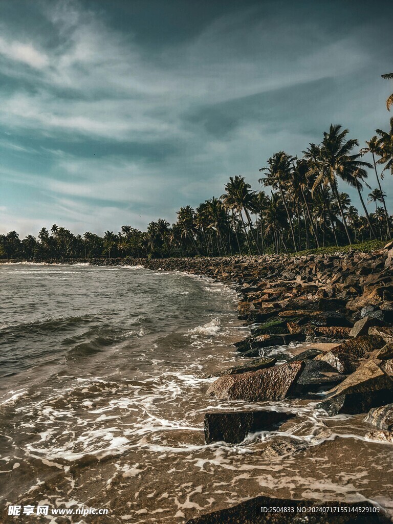 椰树