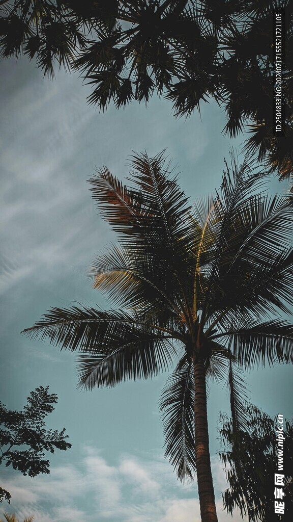 椰树